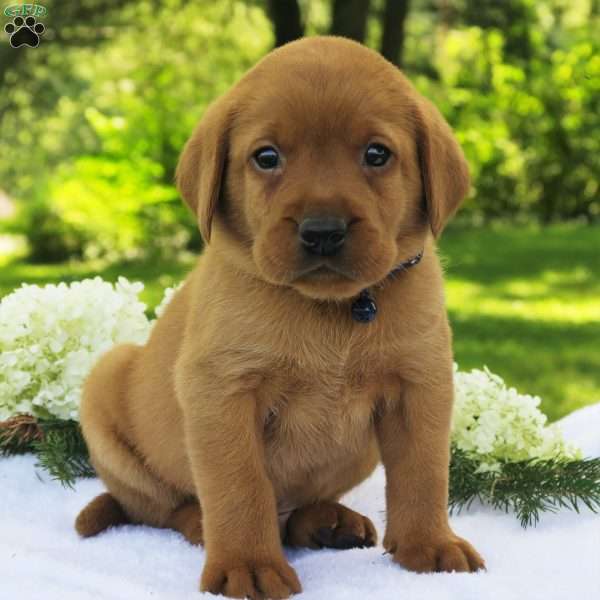 Cedar, Fox Red Labrador Retriever Puppy
